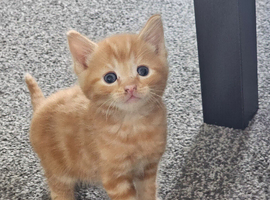 Mixed litter kittens ( ginger females)