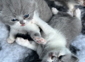 Blue & Lilac Bicolour British Shorthairs &ndash; Ready Soon