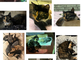 Adult female available
