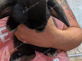 2 x black mini lop bucks