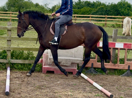 Future eventing horse 4 year old mare