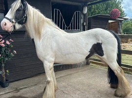 5yr old mare
