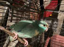 Kakariki babies  ready for new homes Now