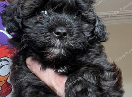 Maltipoo boy.