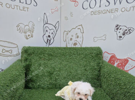 Female bichon x pug