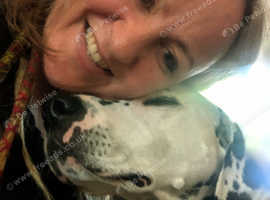 Experienced Dog Walker, Pet/House Sitter For Glastonbury, Wells, Street & Surrounding Area