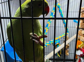 Baby green ring neck toking parrot
