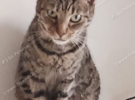 Rehoming my  beautiful cats