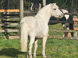 Perfect leadrein pony