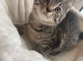 Loving tabby male