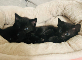Russian black kittens
