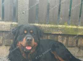 Long haired Rottweiler For stud