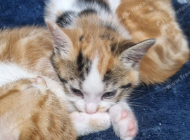 Beautiful calico female kitten