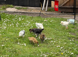 got  Cambell ducks ready and got mixed sussex maran legbars chickens