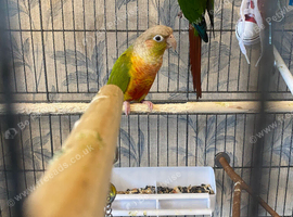 Golden conure