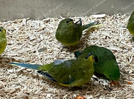 RARE Baby Elegant parrots