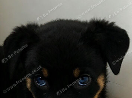 KC REGISTERED ROTTWEILER PUPPIES