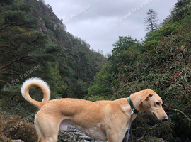 Gorgeous Saluki x Collie Looking for a Loving Home