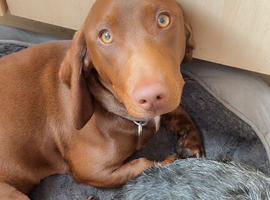 Dachshund cross
