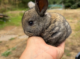 Mixed breed rabbits