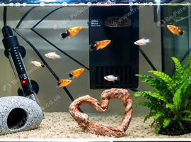 Assorted Baby Balloon Mollies and Platies