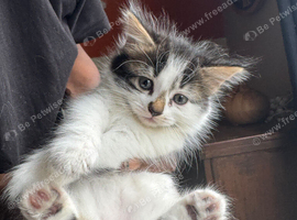 Kitten female