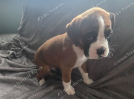 4 kc registered boxer puppies