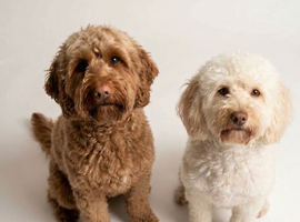 Two beautiful cockapoo girls for rehoming