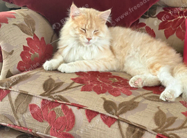 Male main coon