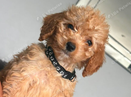 F1b cockapoo last little girls left