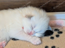 TICA Blue Bicolor/Mitted Ragdoll kittens