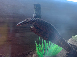 Ackie monitor