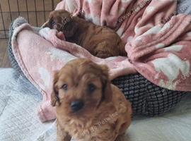 f1 cavapoo puppies