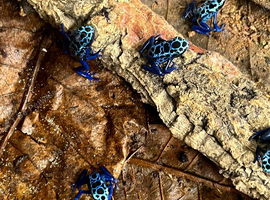 Azureus Dart frogs