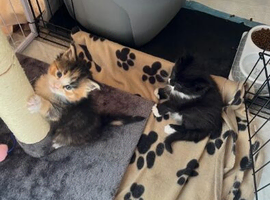 2 beautiful Maine coon kittens