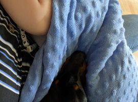 2x miniature dachshunds