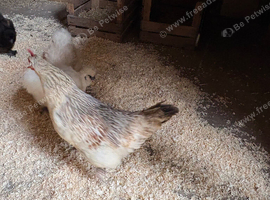 7 Hens free of charge to a good home