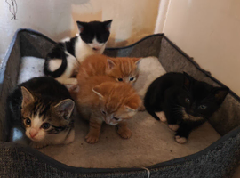 kittens