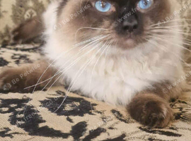 Male Ragdoll stunning temperament