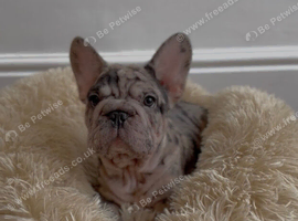 Beautiful frenchie pups