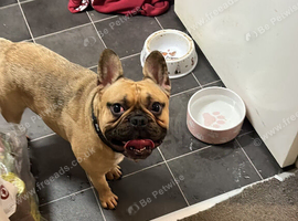 Male French bulldog