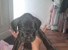 Shar pei