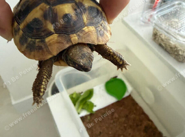 Hermaans tortoise for sale