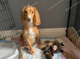 Cocker spaniel puppies