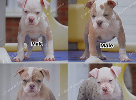24 years bullbreed experience