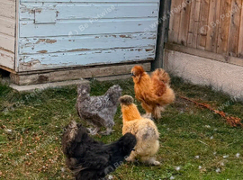 Four Chinese silkies