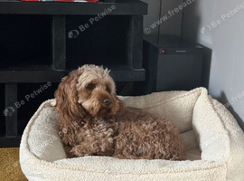 Looking for apricot/red cockapoo male
