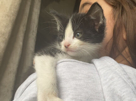 8 week old kitten available!