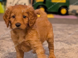 Beautiful f2 labradoodles 2 boys 2 girls left *ready now*