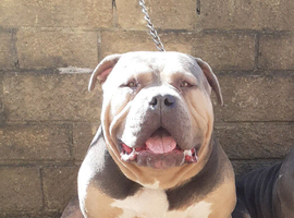 Olde English bulldog x Staffordshire terrier
